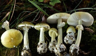 California warns of wild mushroom poisoning outbreak after 50 cases and four deaths