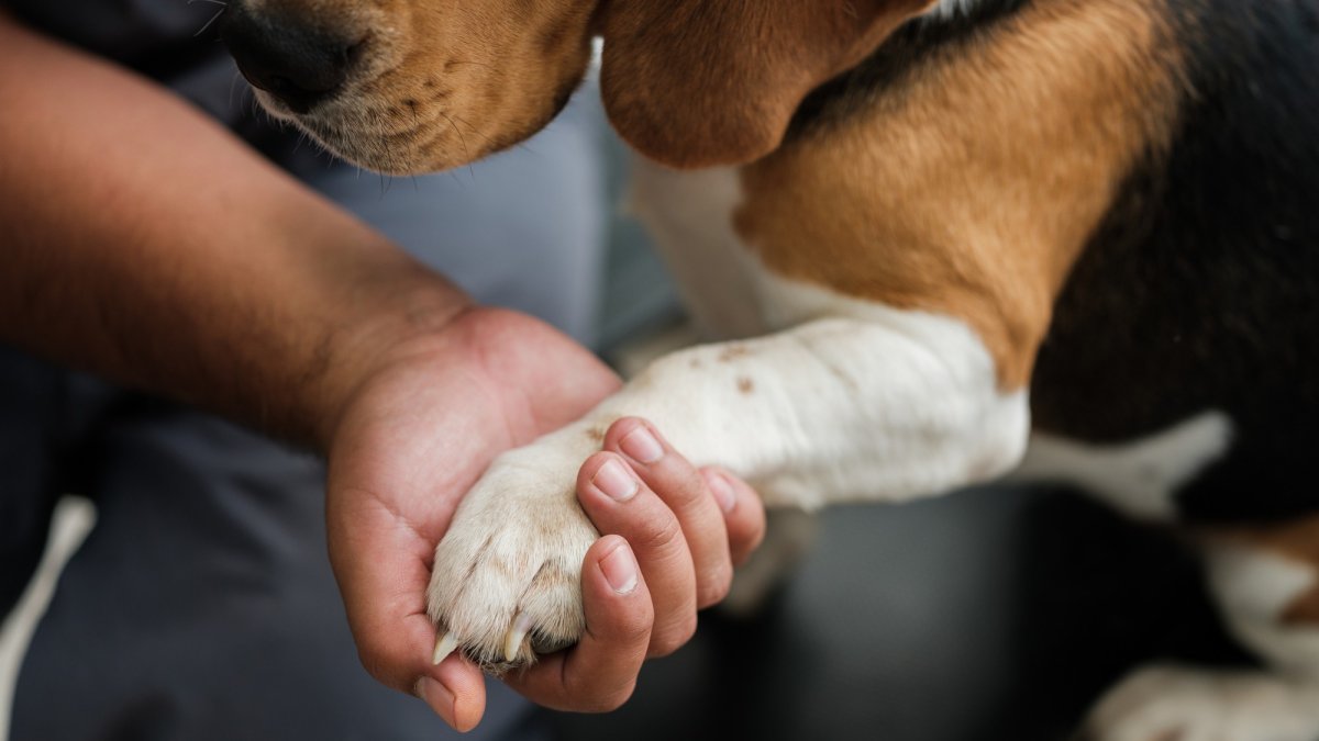 Pasadena Humane to waive adoption fees for adult dogs – NBC Los Angeles