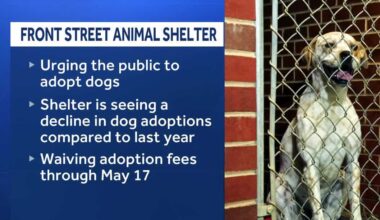 Sacramento animal shelter waives dog adoption fees due to critical capacity
