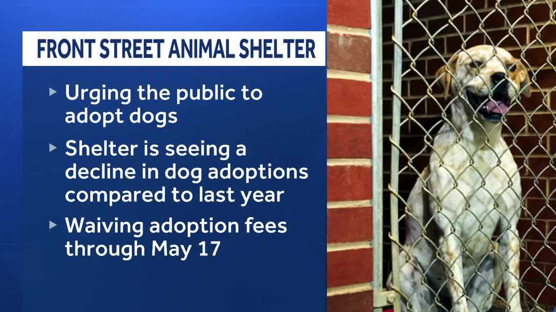 Sacramento animal shelter waives dog adoption fees due to critical capacity