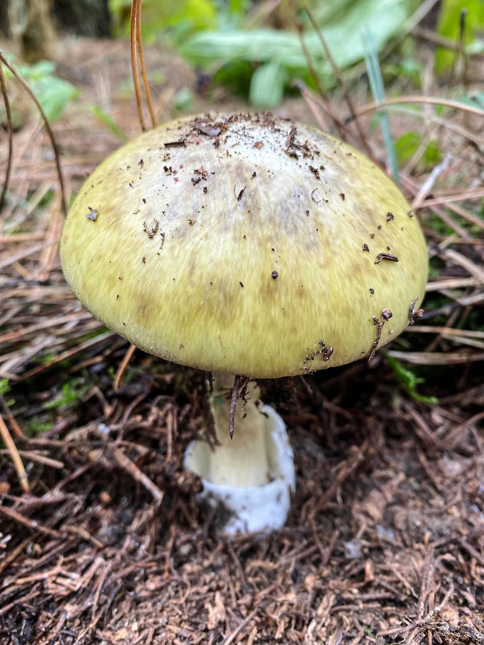 A Death Cap mushroom. (Anne Pringle)
