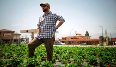 In Southern California, one last strawberry harvest on Route 66