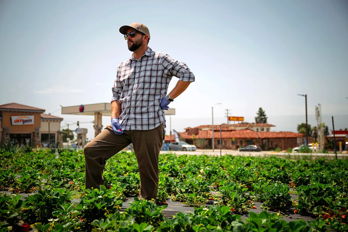 In Southern California, one last strawberry harvest on Route 66