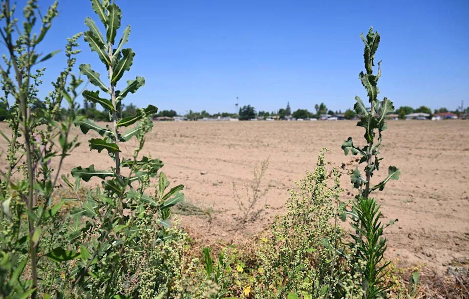 Weeds grow at the southeast corner of a 4-acre plot of land just south of Sanger's Tom Flores Stadium, slated for an 88-unit housing project, the largest of its kind outside of Fresno or Clovis. Photographed Friday, May 22, 2026 in Sanger.