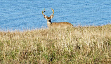 Deer seen swimming in San Francisco Bay far from shore