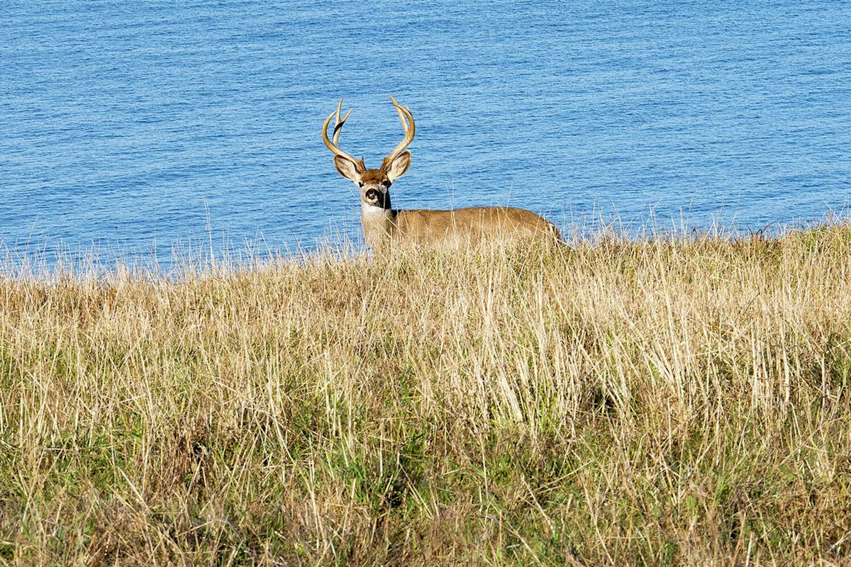 Deer seen swimming in San Francisco Bay far from shore