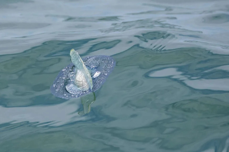FILE: A Velella velella, or by-the-wind sailor, on the Pacific Ocean. (Michael Nolan/robertharding/Getty Images/Collection Mix: Subjects RF)