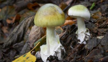 Sacramento County reports 3 new poisonous mushroom hospitalizations