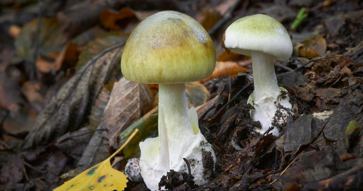 Sacramento County reports 3 new poisonous mushroom hospitalizations
