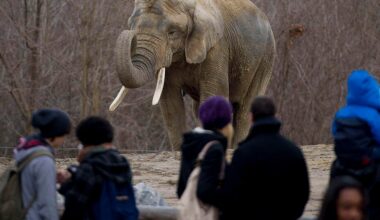 Former Toronto Zoo elephant Toka dies after decade at California sanctuary