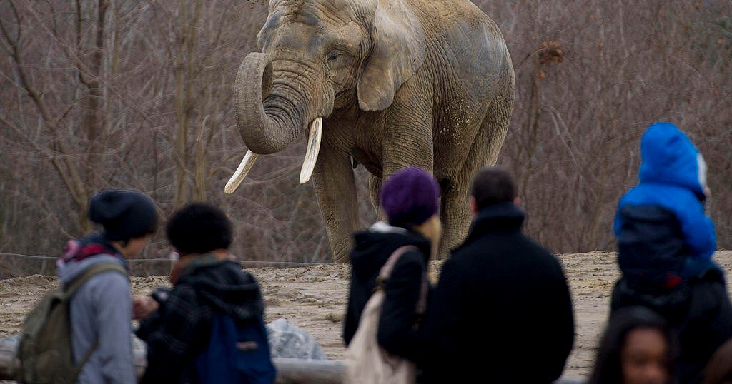 Toronto Zoo Elephants