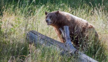 Auburn residents urged to avoid possibly injured bear