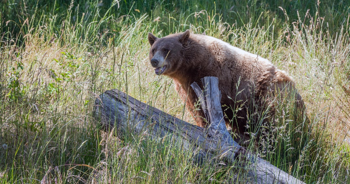 Auburn residents urged to avoid possibly injured bear