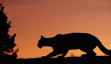 Mountain lion sighting reported in Davis, residents urged to be on alert
