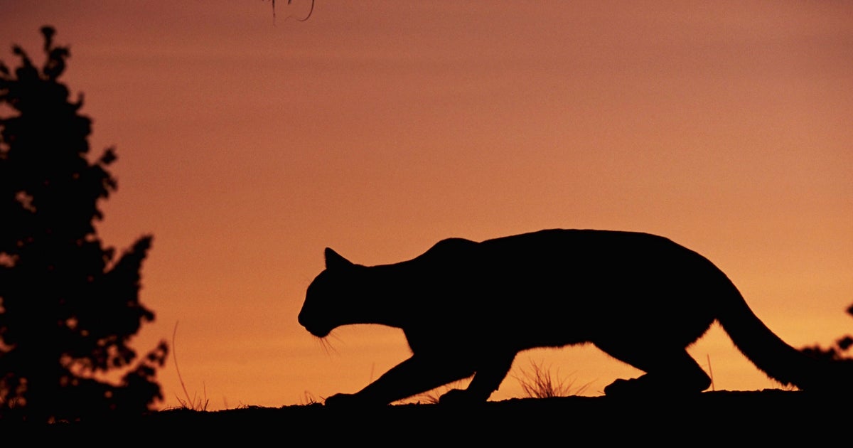 Mountain lion sighting reported in Davis, residents urged to be on alert