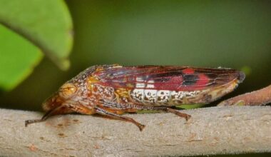 Invasive pest found on Costco plants a threat to California Wine Country vineyards, officials warn