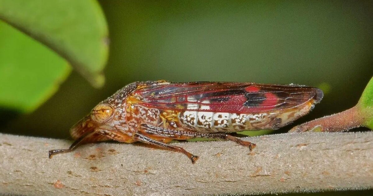 glassy-winged-sharpshooter.jpg