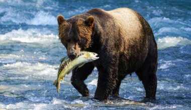 California Bill Aims to Repopulate the State with Grizzly Bears