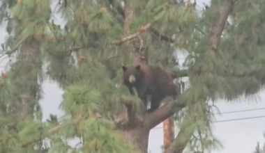 Hansen Dam Park in San Fernando Valley evacuated due to bear – NBC Los Angeles