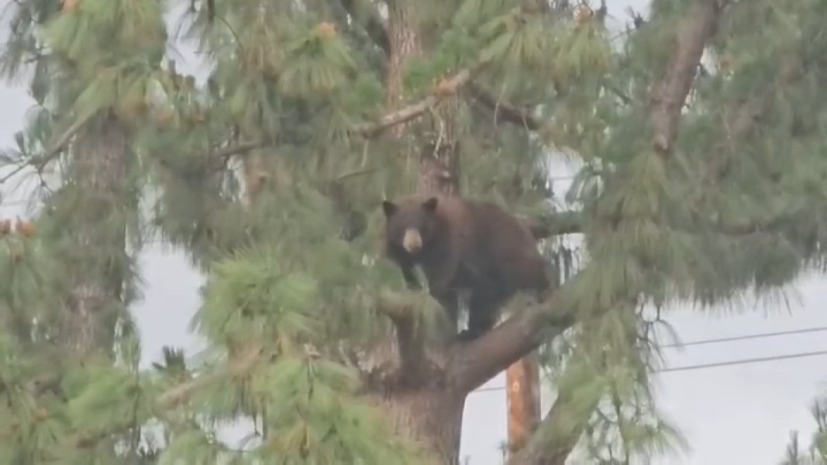 Hansen Dam Park in San Fernando Valley evacuated due to bear – NBC Los Angeles