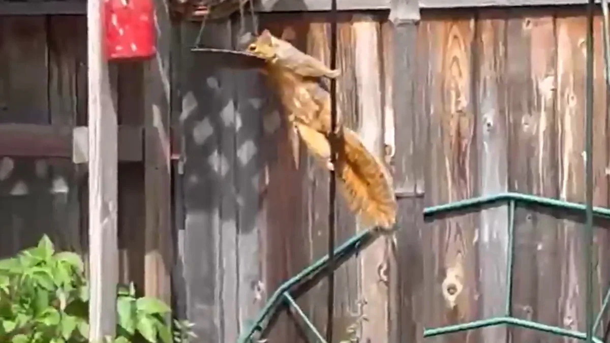 Fox local