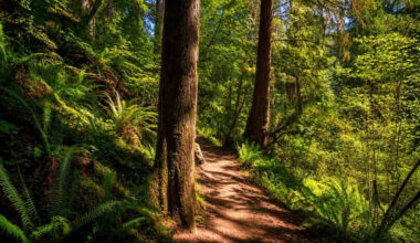 California Giant Redwoods Forest Walk 4K