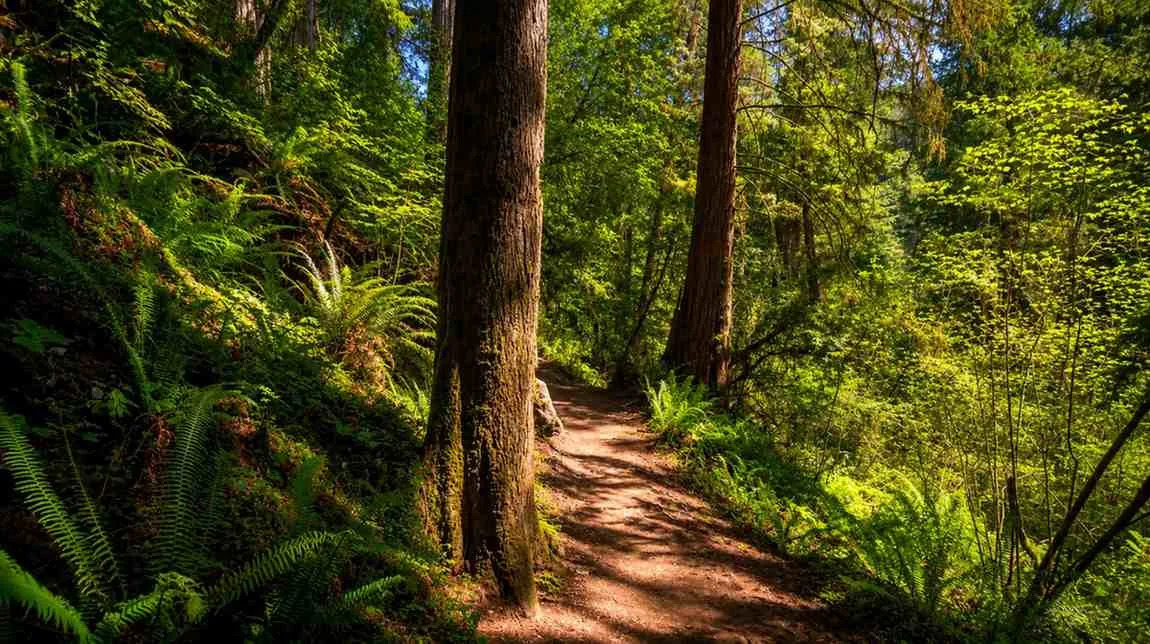 California Giant Redwoods Forest Walk 4K
