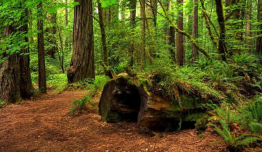 California Redwood Forest Walking Experience 4K