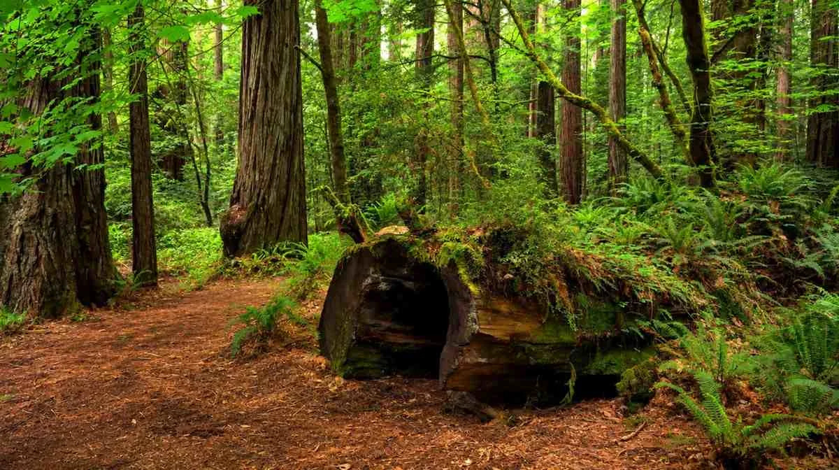 California Redwood Forest Walking Experience 4K