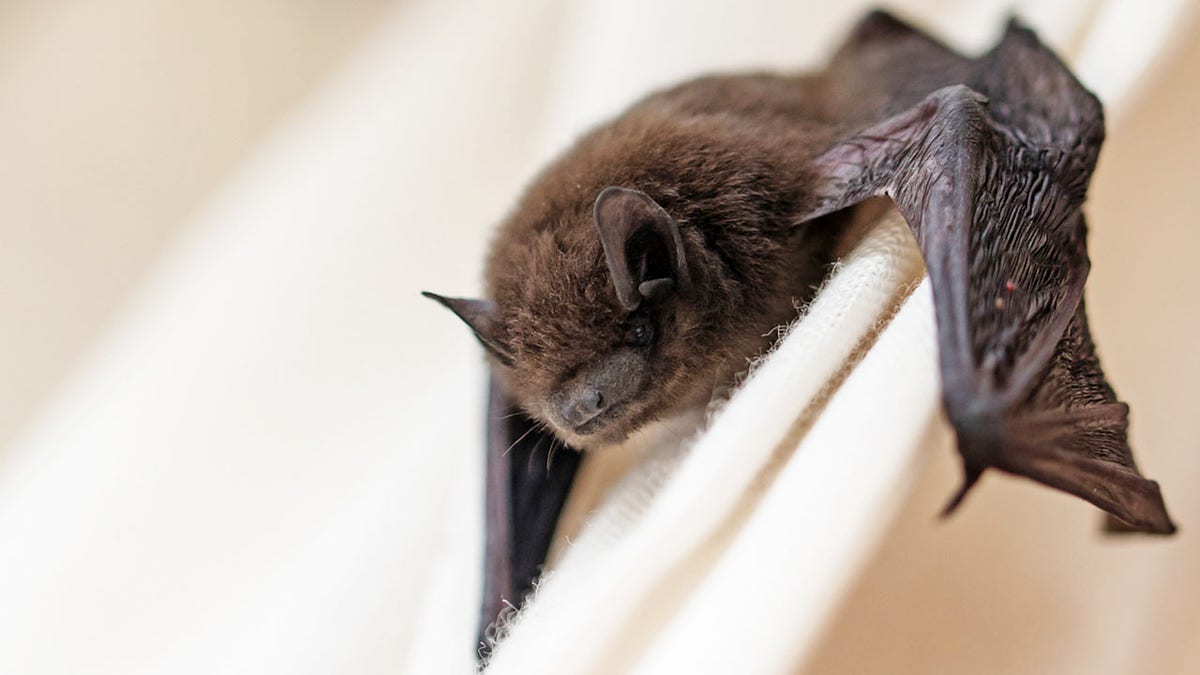 Common pipistrelle bat perched on a surface