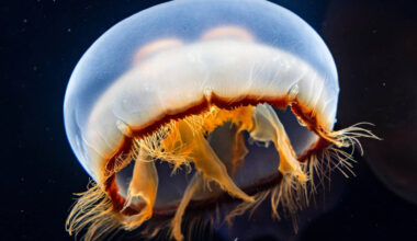 You can touch Asian moon jellyfish at a new exhibition that just opened inside Long Beach's Aquarium of the Pacific