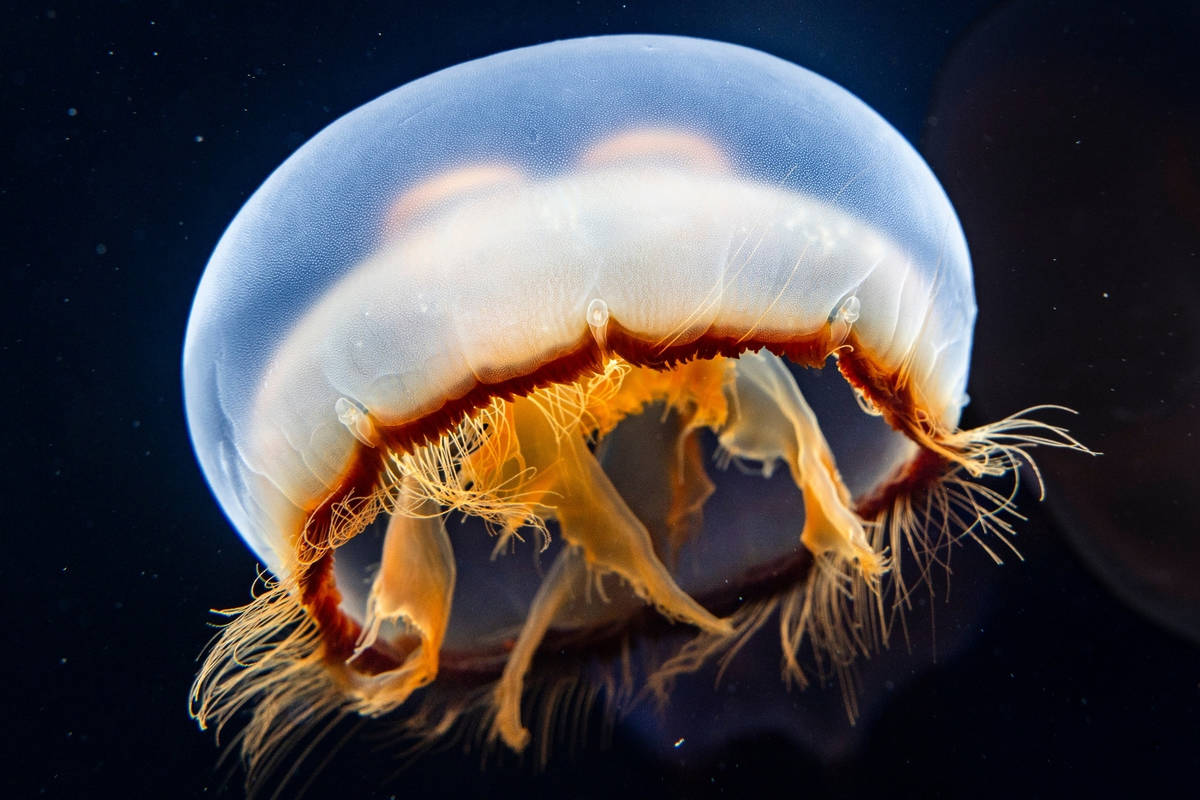 You can touch Asian moon jellyfish at a new exhibition that just opened inside Long Beach's Aquarium of the Pacific
