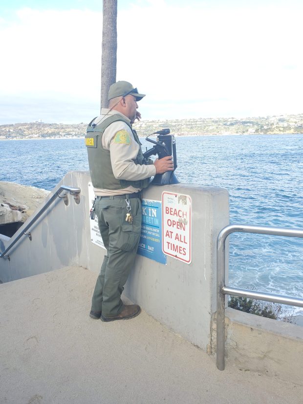 A ranger stationed at La Jolla Cove carries a megaphone to warn beach-goers to stay away from sea lions. (Ashley Mackin-Solomon)