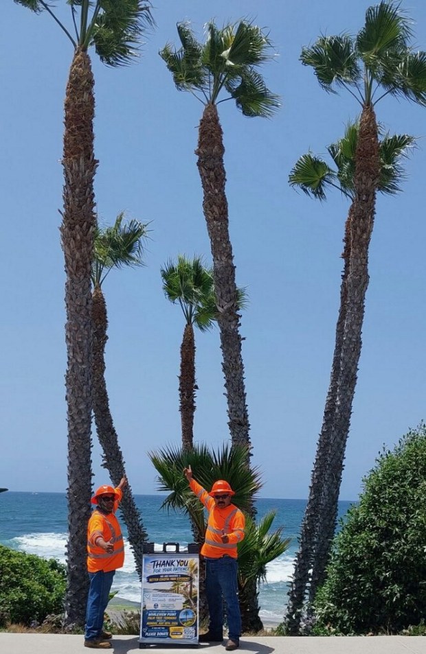 Palm trees at Whale View Point are seen after getting trimmed. (Brenda Fake)