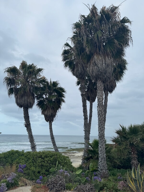 Palm trees at Whale View Point in La Jolla are pictured before a trimming project May 18. (Brenda Fake)