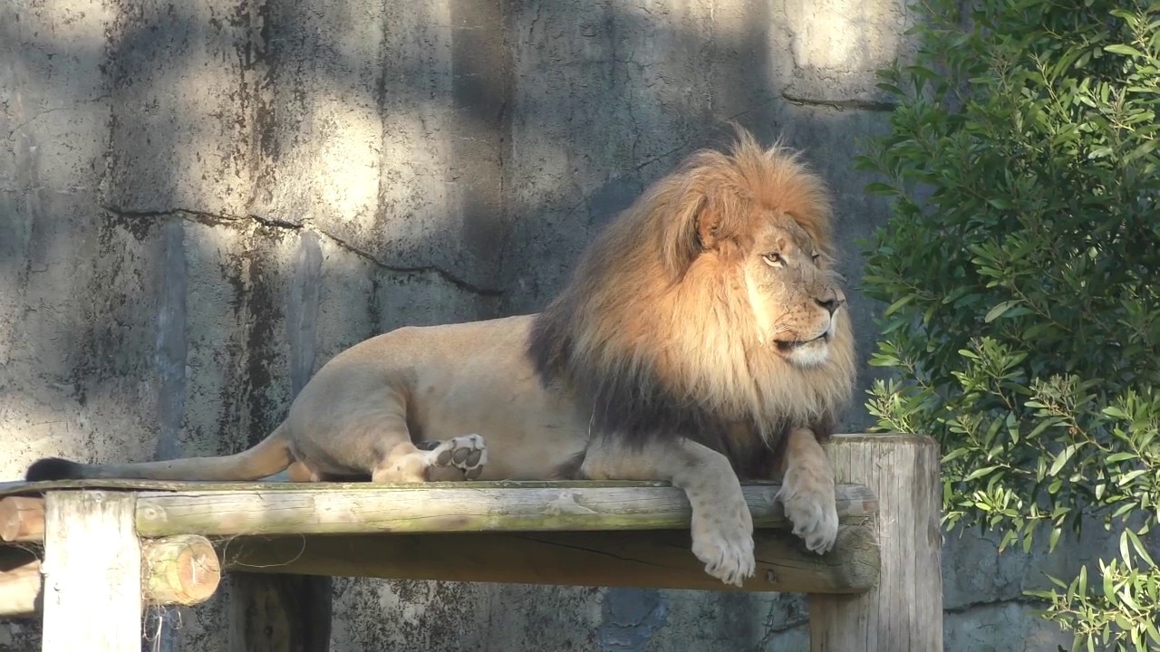 San Francisco Zoo lions 