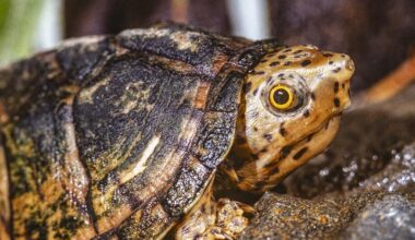 California man accused of plotting to export hundreds of wild turtles from Florida to Asia