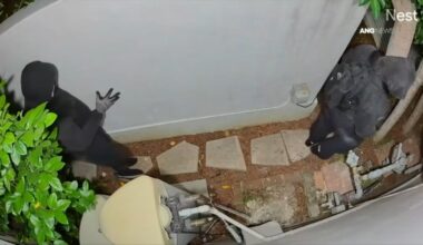 Prowlers caught on camera skulking between homes in Mid-Wilshire – NBC Los Angeles