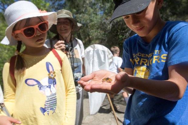 Adam Gurrola, 9, holds a California tortoiseshell while Ariel Zeng, 8, looks on during the annual North American Butterfly Association count at the Cascade Canyon Open Space Preserve in Fairfax, Calif., on June 3, 2018. This is the 31st year Marin has taken part in the national NABA butterfly count. (Douglas Zimmerman/Special to Marin Independent Journal)