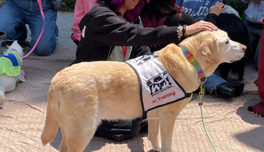 young woman petting a golden retriever