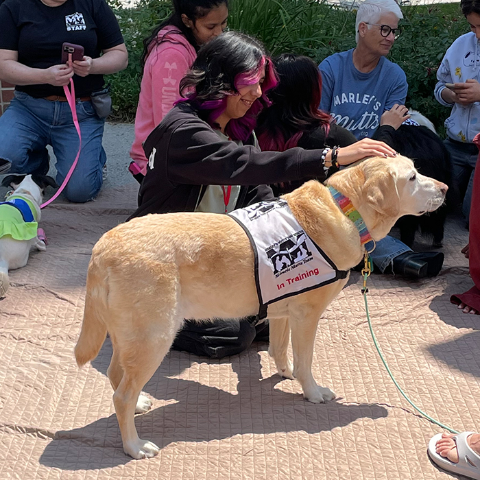 young woman petting a golden retriever