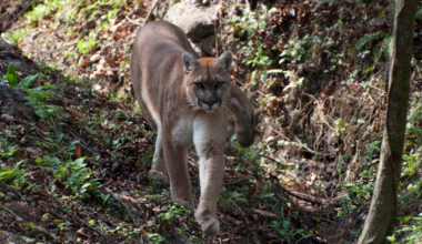 A Northern California Sheriff Just Declared Mountain Lions an 'Imminent Threat' in a Rural Neighborhood