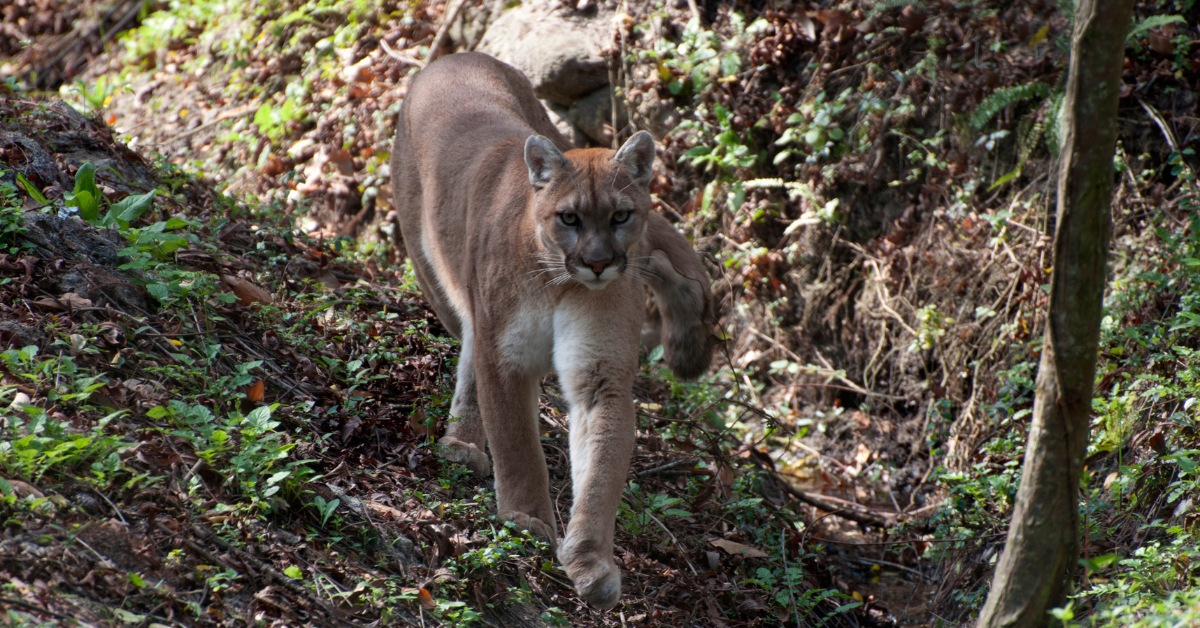 A Northern California Sheriff Just Declared Mountain Lions an 'Imminent Threat' in a Rural Neighborhood