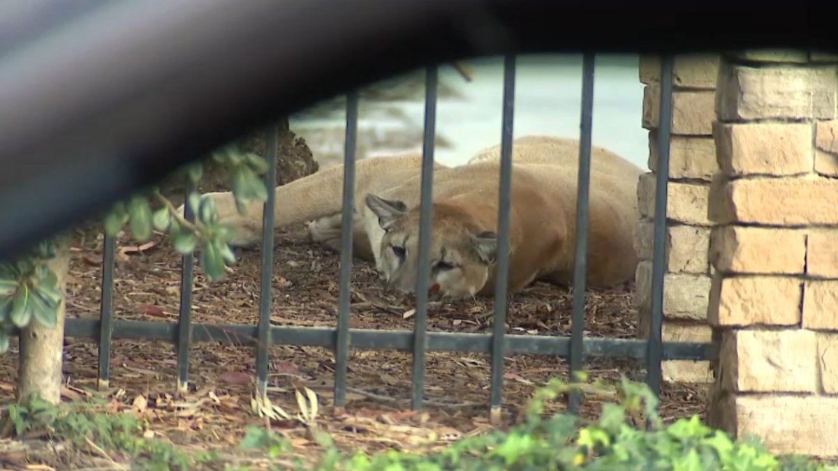 Mountain lion sedated & taken away after hiding under car near homes in Escondido – NBC 7 San Diego
