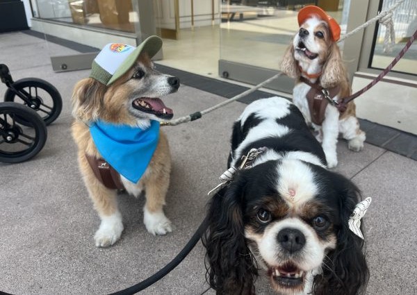 Wookie, Minnie and Barkley walk La Jolla's Village for the fourth annual Mutt Strut on June 22, 2025. (Noah Lyons)