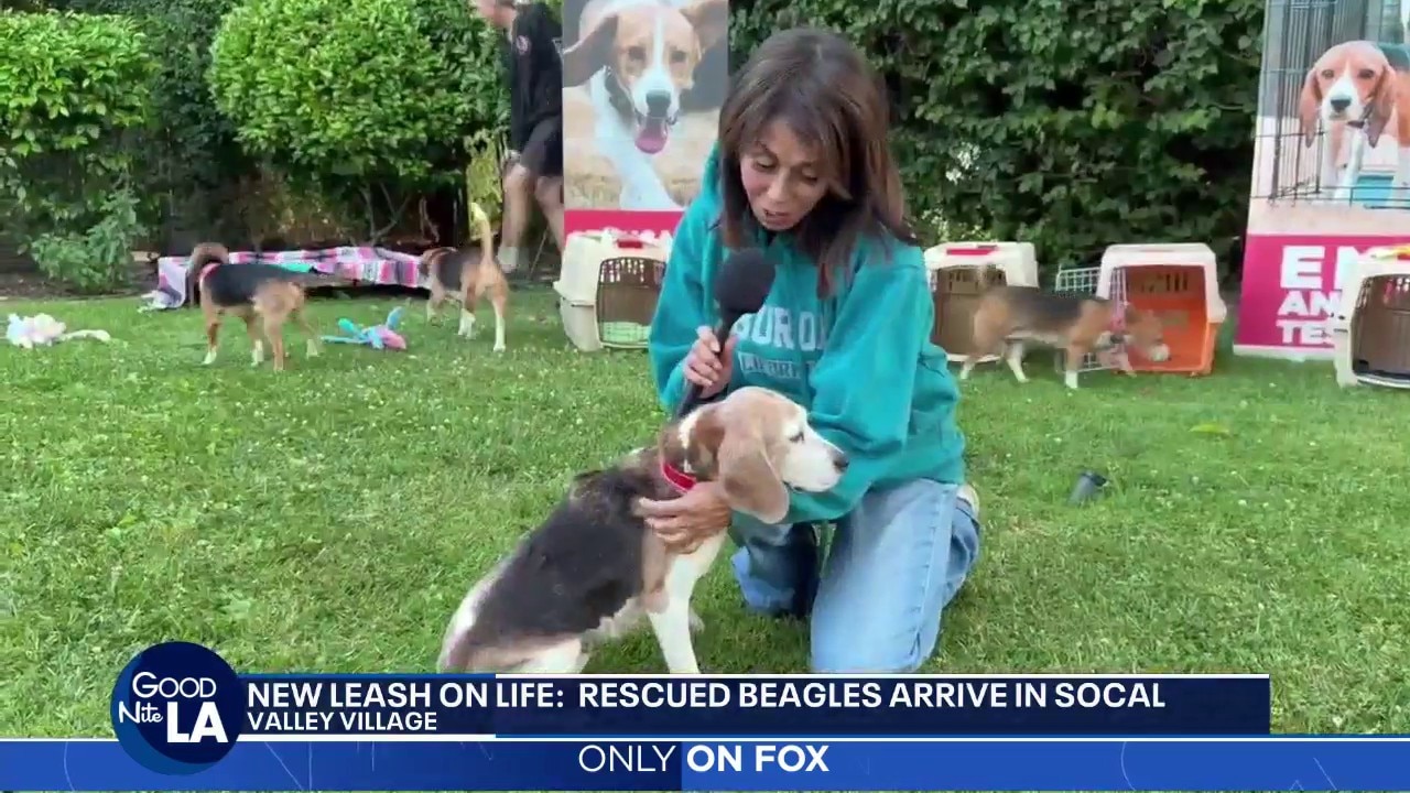 Rescued beagles travel from Wisconsin to Los Angeles