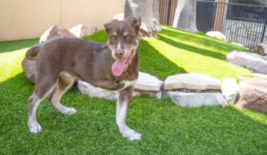 Husky pup Nutella up for adoption in LA after leg amputation – NBC Los Angeles
