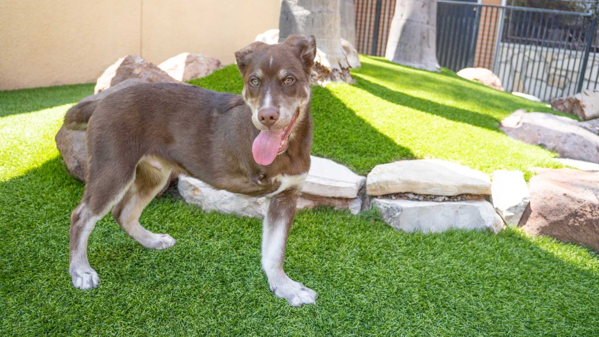 Husky pup Nutella up for adoption in LA after leg amputation – NBC Los Angeles