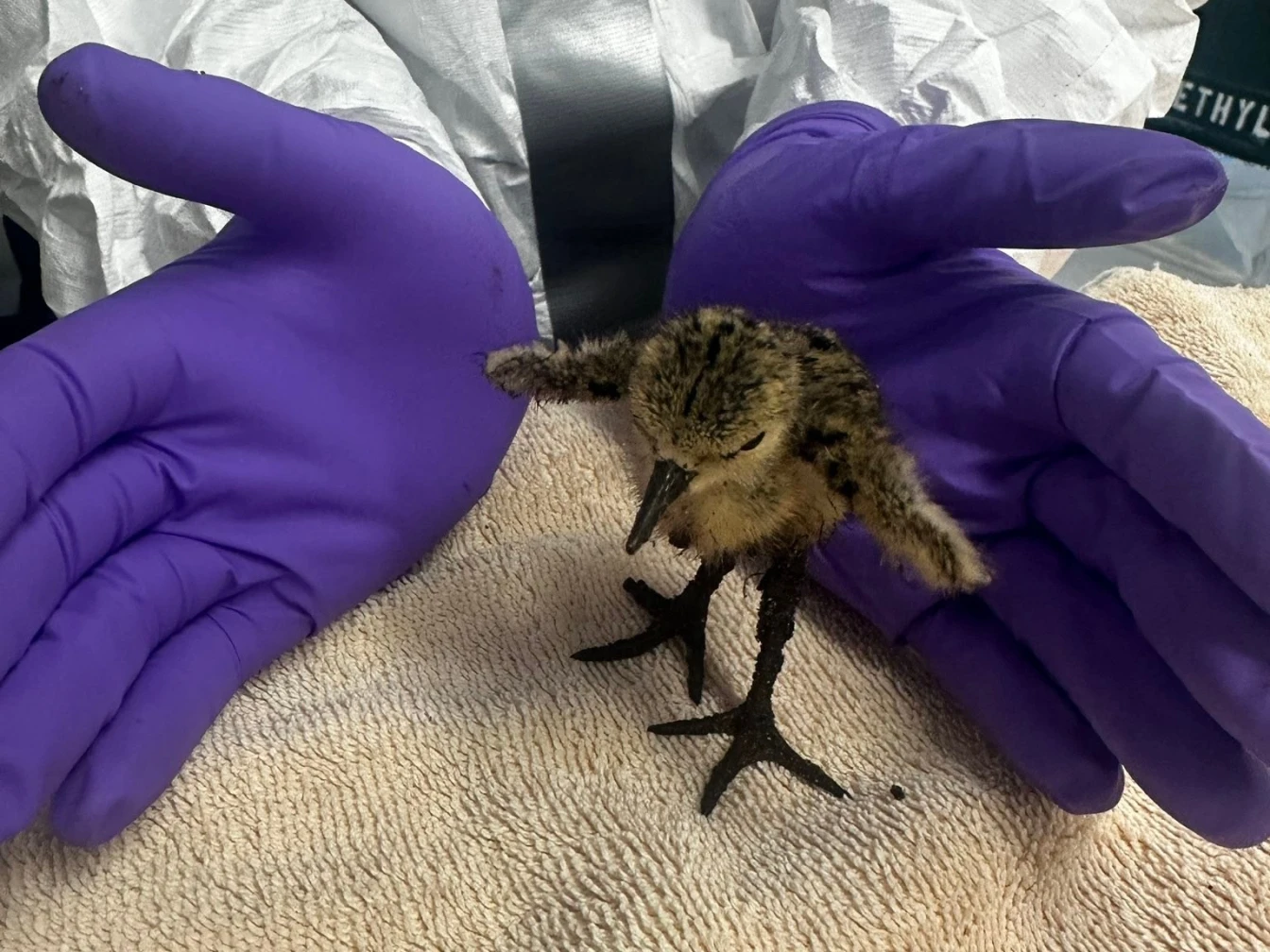Dozens of oiled birds rescued after an East LA oil spill. What to do if you see one • Long Beach Post News