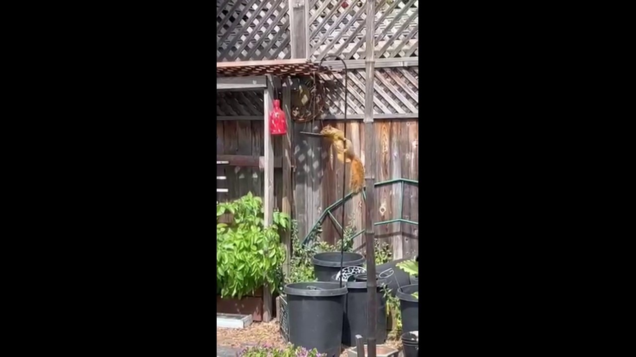 'Pole dancing' squirrel 